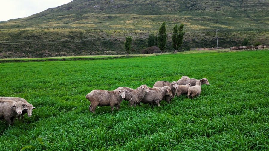 4 Bedroom Property for Sale in Lady Grey Eastern Cape